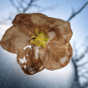 Broche de Rose De Noel