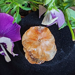 Pendentif Pensée Orange